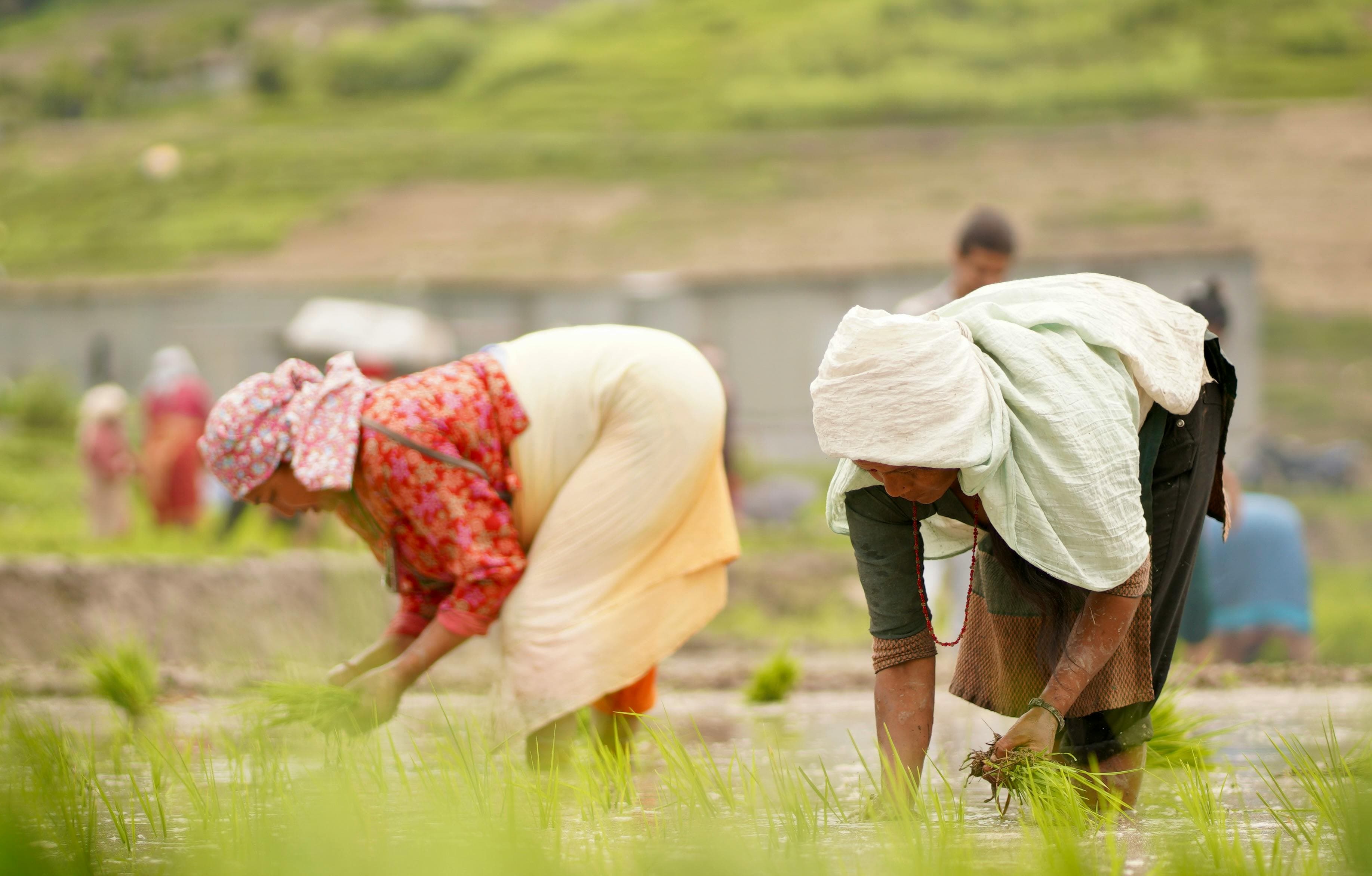 Two women bent over while planting rice seedlings in a flooded paddy field, wearing traditional clothing and head coverings.